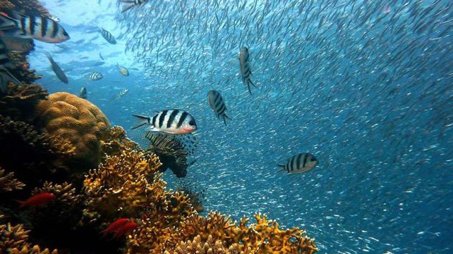 Científicos advierten que una inédita ola de calor marino provocará muertes masivas de especies en el océano Atlántico&nbsp;