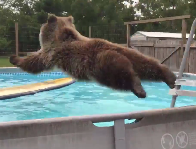 El sofocante calor de verano hizo que el oso repitiera sus acrobacias acuáticas.
