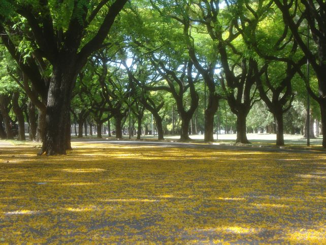 El llanto de las tipas. Algunos árboles en Rosario producen una pequeña llovizna a causa de un insecto.&nbsp;
