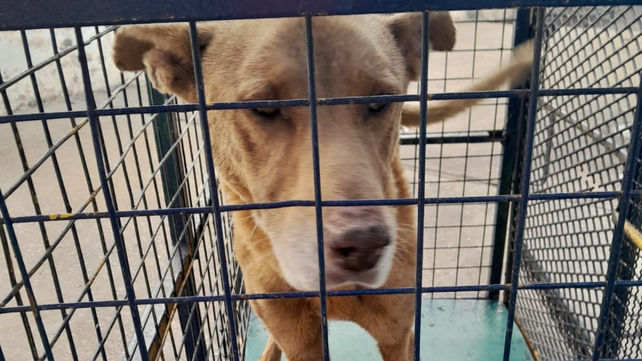 Denuncian penalmente a una familia de zona norte por maltrato animal