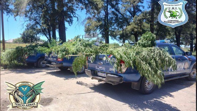 Las plantas de marihuana que fueron incautadas por la policía en barrio Villa Oculta