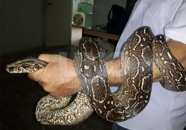 La Granja la Esmeralda recibió un ejemplar de boa lampalagua y 310 loros