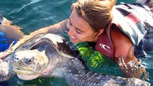 La visita de miles de turistas impide anidar a las tortugas en las playas del Caribe