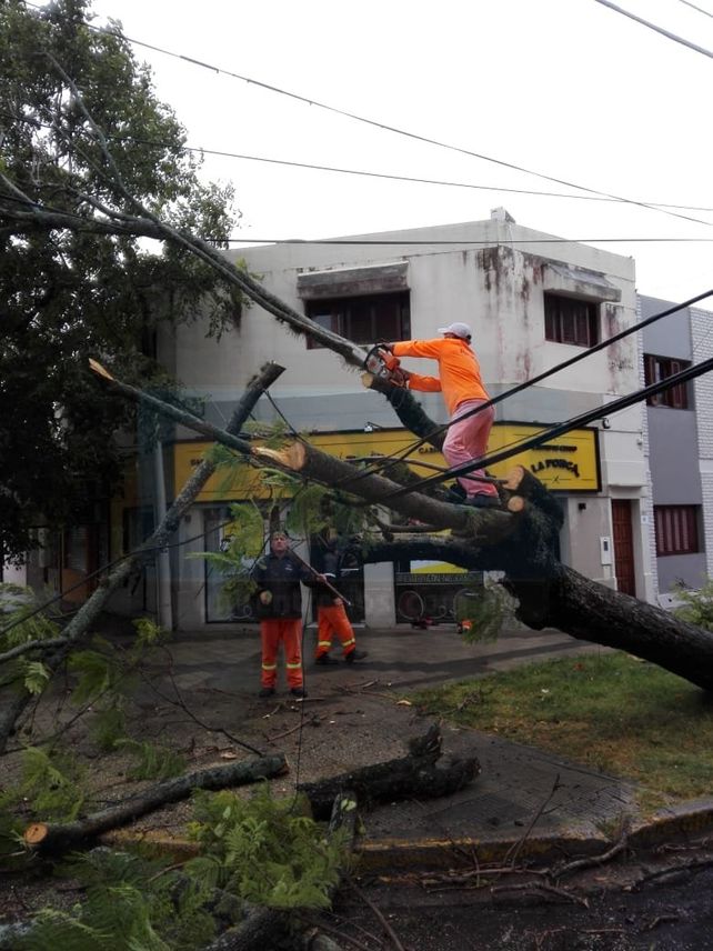Por el temporal hubo árboles caídos, cables cortados y cinco familias asistidas