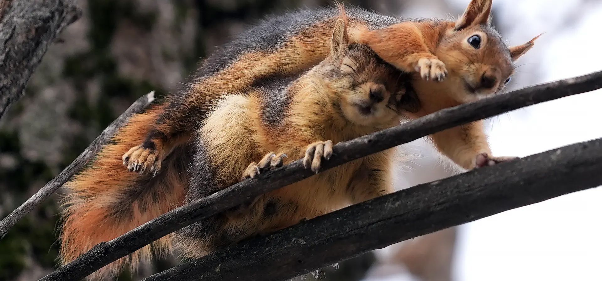 Ardillas en la rama de un árbol en un parque a medida que las temperaturas suben con la llegada de la primavera, Ankara, Turquía. Fotografía: Anadolu/Getty Images Ardillas en la rama de un árbol en un parque a medida que las temperaturas suben con la llegada de la primavera, Ankara, Turquía. Fotografía: Anadolu/Getty Images
