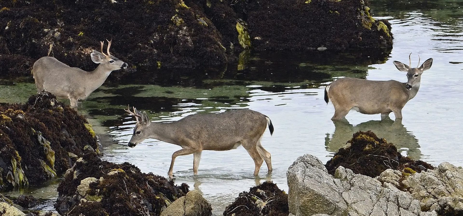 California, Estados Unidos. Los jóvenes se dan un chapuzón en el océano. Fotografía: Rory Merry/ZUMA Press Wire/Shutterstock California, Estados Unidos. Los jóvenes se dan un chapuzón en el océano. Fotografía: Rory Merry/ZUMA Press Wire/Shutterstock