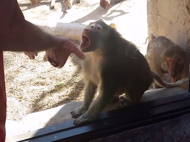 Una cámara captó la increíble reacción de un simio cuando le hacen un truco de magia