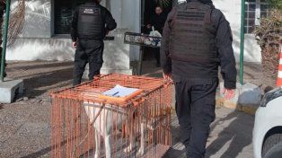 Diez ataques de perros en dos años en el Gran Santa Fe: casos que se repiten