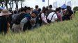 La Fiesta Provincial del Trigo reunió a productores y más de 300 estudiantes en Valle María