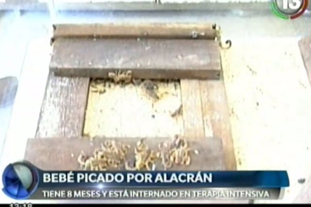 Un bebé fue picado por un alacrán y se encuentra en estado delicado
