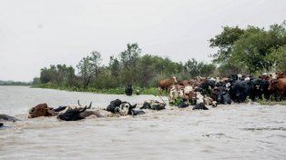 San Javier, en alerta por la crecida del Paraná: No tenemos alojamiento para muchos animales