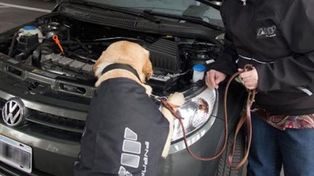 Un perro de la AFIP detectó dólares en el motor de un auto que cruzaba a Uruguay