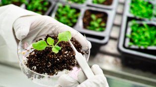 El mercado de bioinsumos crece al 10,9% anual