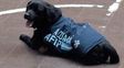 En el Día del Animal, la Afip jubila 16 perros entrenados