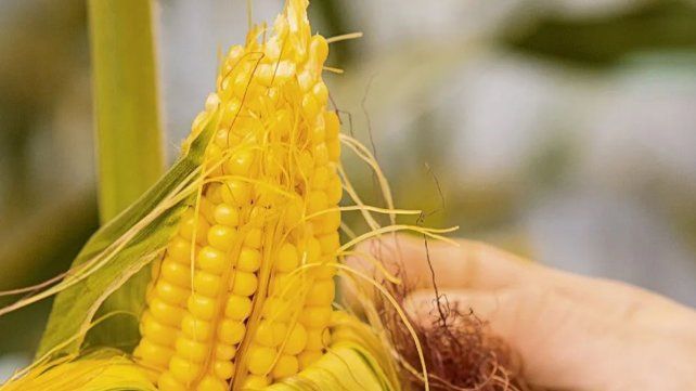 El Congreso Internacional de Maíz (CIM) será el 12 y 13 de septiembre en el CPC de Paraná para intercambiar conocimientos sobre esa cadena productiva