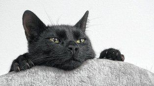Alertan por el riesgo de maltrato a gatos negros y blancos ante la llegada de Halloween