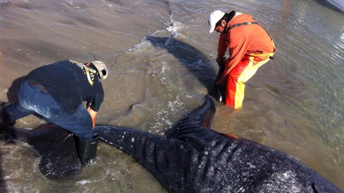 Pescadores descobrem baleias siamesas em laguna no México