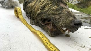 Hallan intacto un lobo de hace 40 mil años