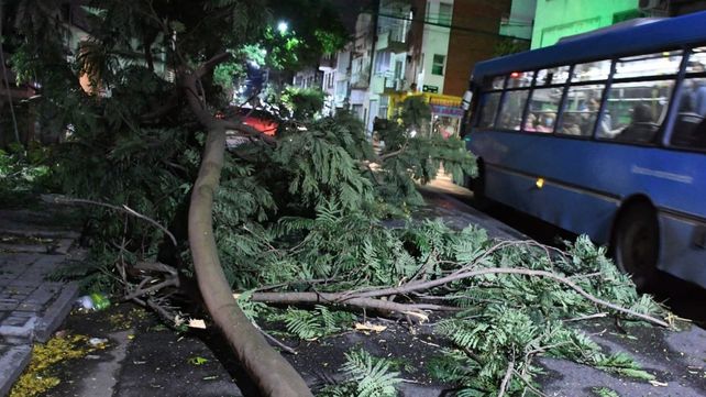 Árboles caídos y columnas en riesgo, el saldo de la tormenta de lluvia y viento esta madrugada