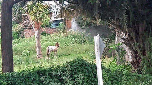 Concepción del Uruguay: denuncian abandono y basura en terreno urbano.