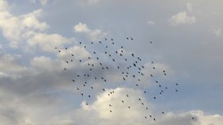 El tiempo en Rosario: lunes con chances de tormentas por la madrugada y mejoras hacia la tarde