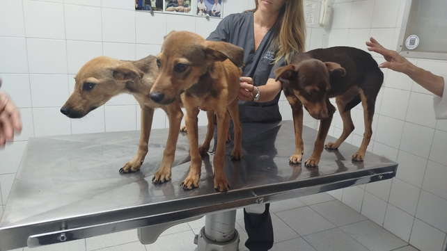 Los perritos que presentaban signos de desnutrición fueron rescatados de una vivienda de la zona sur de Rosario.