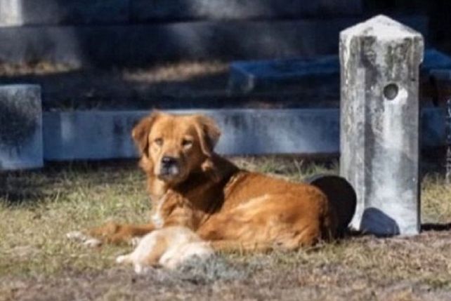 Conmueve una perra que se niega a dejar el lugar donde enterró a su cachorro