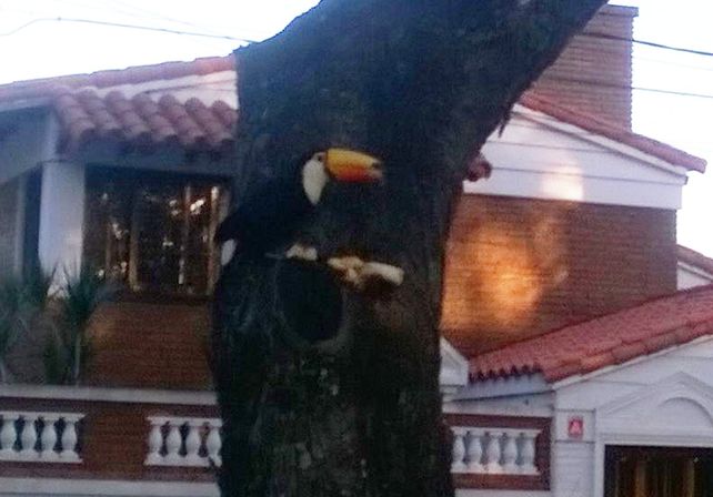 Apareció un tucán en una plaza de barrio Guadalupe