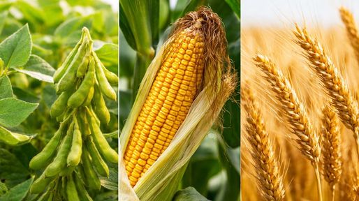 Las lluvias de febrero fortalecen la campaña agrícola y consolidan la perspectiva de una cosecha récord en Santa Fe