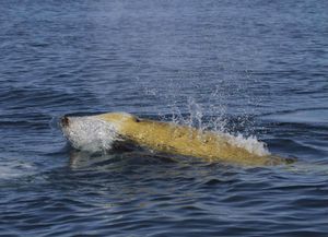 Un ballena picuda de Cuvier se sumergió a 3 mil metros