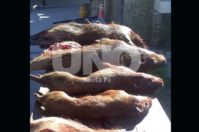 Villa Ocampo: apresaron a depredador con especies protegidas y en vías de extinción