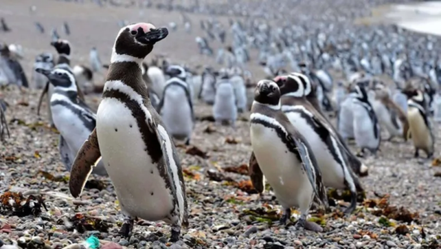 El nuevo streaming del Conicet sigue la temporada reproductiva de distintas especies de pingüinos