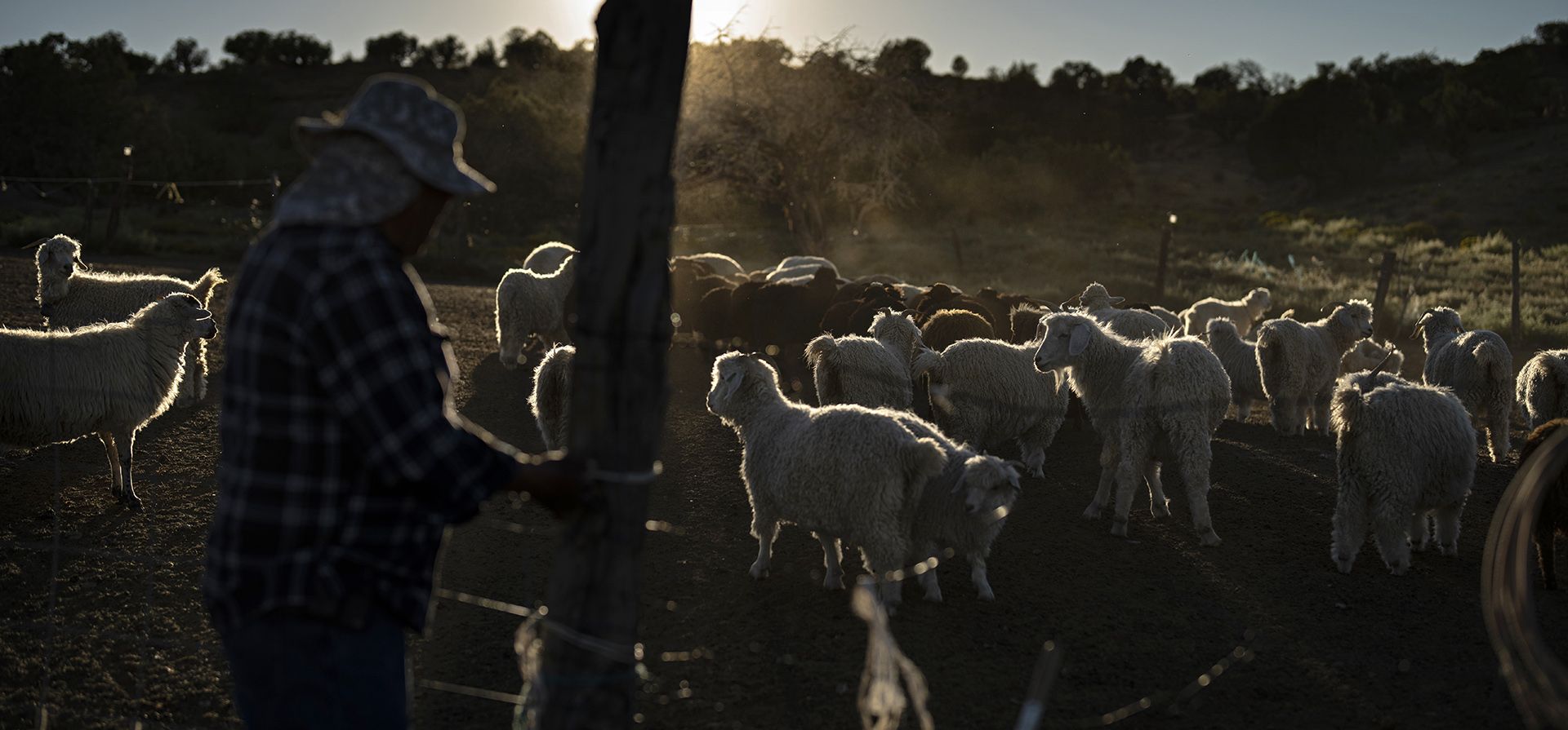 El cambio climático, los problemas de permisos y el menor interés entre las generaciones más jóvenes están llevando a una realidad singular en la comunidad de Rocky Ridge, Arizona, en la Nación Navajo. Los navajos crían menos ovejas. (Foto AP/John Locher) El cambio climático, los problemas de permisos y el menor interés entre las generaciones más jóvenes están llevando a una realidad singular en la comunidad de Rocky Ridge, Arizona, en la Nación Navajo. Los navajos crían menos ovejas. (Foto AP/John Locher)