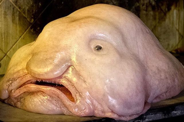 El animal más feo del mundo