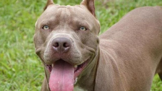 La normativa de la ciudad de Santa Fe prioriza la seguridad de las personas y otros animales.