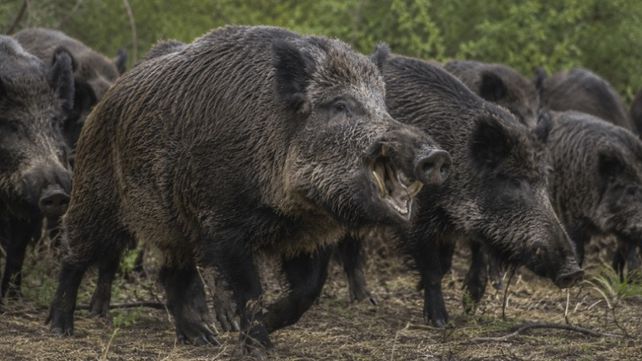 El jabalí se expande y amenaza a la actividad agropecuaria. Propuestas para su manejo.