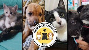 Un grupo de rescate animal de Concepción del Uruguay pide la ayuda solidaria de la comunidad para continuar con el cuidado de 40 animales en situación de riesgo