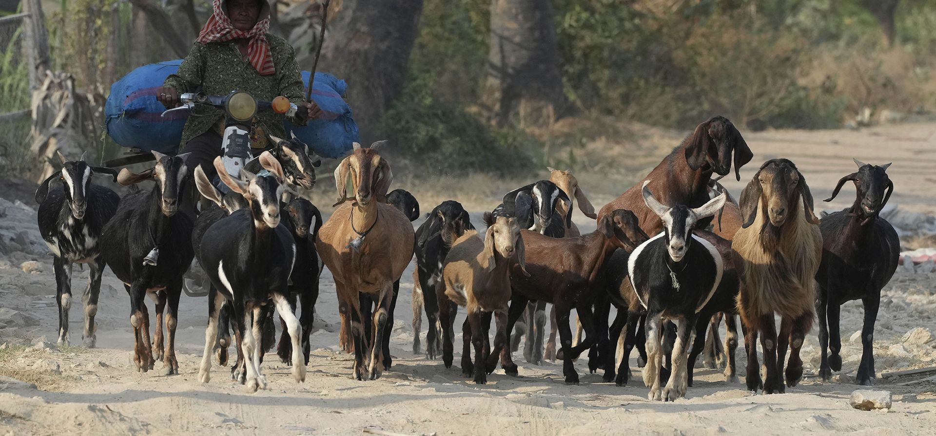 Una granjera camboyana pastorea sus cabras de regreso a casa después de pasar tiempo pastando al aire libre en la aldea de Prey Popel, en las afueras de Phnom Penh, Camboya, el miércoles 19 de febrero de 2025. (Foto AP/Heng Sinith) Una granjera camboyana pastorea sus cabras de regreso a casa después de pasar tiempo pastando al aire libre en la aldea de Prey Popel, en las afueras de Phnom Penh, Camboya, el miércoles 19 de febrero de 2025. (Foto AP/Heng Sinith)