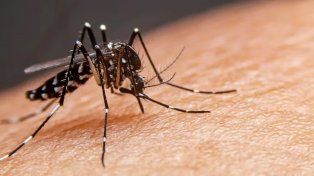 El mosquito transmisor del dengue. La vacuna contra la enfermedad puede evitar una nueva epidemia.