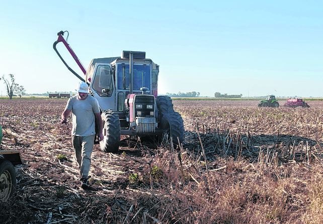 Sequía. Los campos de la región sienten el rigor de la falta de lluvia.