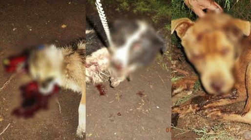 Bronca e indignación por el ataque a hachazos a tres perritos