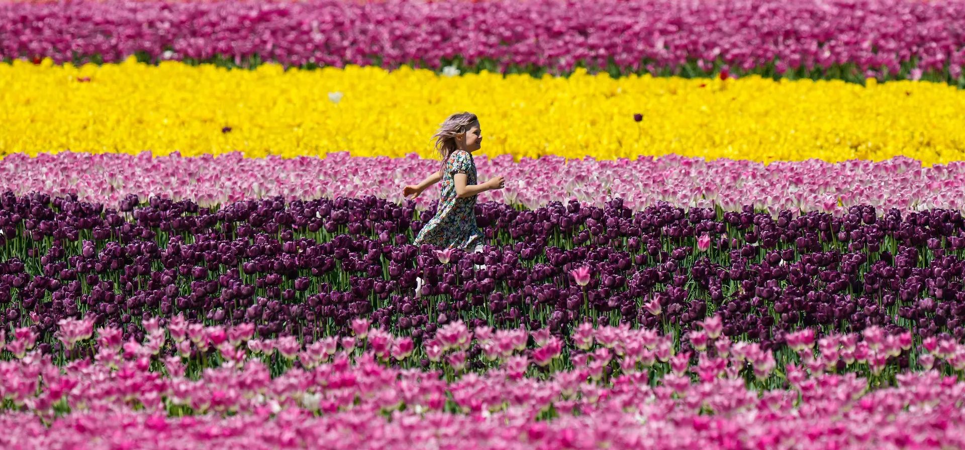 Una niña corre entre hileras de flores en el festival de tulipanes de Harrison en la Columbia Británica, Agassiz, Canadá. Fotografía: Canadian Press/Rex/Shutterstock Una niña corre entre hileras de flores en el festival de tulipanes de Harrison en la Columbia Británica, Agassiz, Canadá. Fotografía: Canadian Press/Rex/Shutterstock
