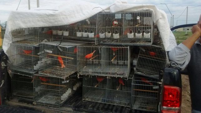 Santo Tomé: demorado por transportar 100 aves de criadero para competir