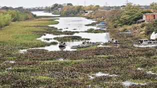Laguna Setúbal: volvió el embalsado tras los Suramericanos y los clubes náuticos reclaman una limpieza permanente