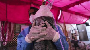La OMS calificó como preocupante a la cepa de coronavirus descubierta en India