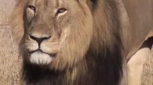 El dentista que mató al león Cecil ya no puede trabajar y escribió una carta de disculpa a sus pacientes