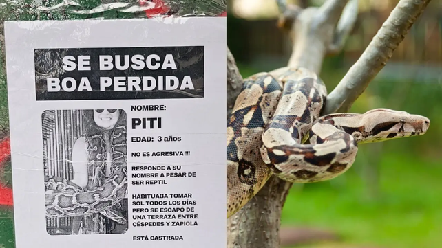 La historia detrás de la falsa boa perdida en Colegiales que se volvió viral