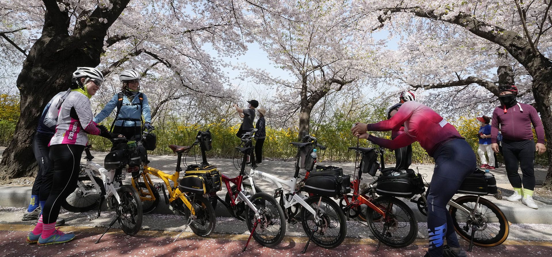 Ciclistas posan para fotografías bajo los cerezos en flor en un parque en Seúl, Corea del Sur, el lunes 11 de abril de 2022.
