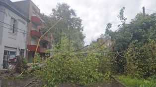 Alerta por viento. El municipio local recibió unos 30 reclamos, la mayoría fueron de postes caídos o por caer, cables y árboles. 