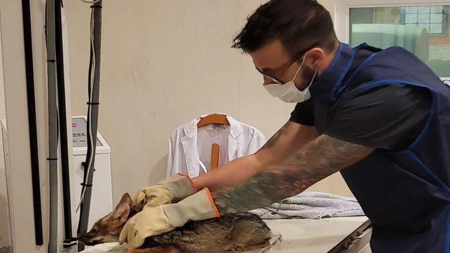 Los animales ingresados son tratados en el hospital de la facultad.